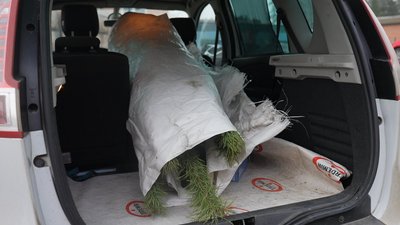 “Доки живемо- святкуємо”: де придбати та які ціни на новорічні дерева в Сумах “Доки живемо- святкуємо”: де придбати та які ціни на новорічні дерева в Сумах