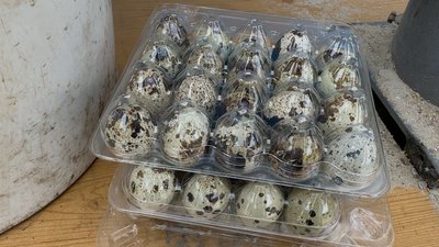 Спочатку "захворів" курями, потім — перепілками: як житель Чернігівщини розводить птахів Спочатку "захворів" курями, потім — перепілками: як житель Чернігівщини розводить птахів