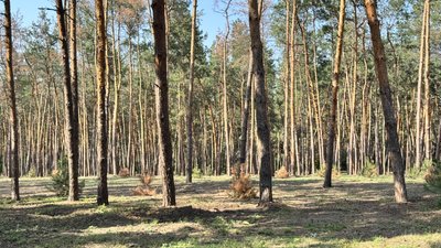 У кропивницькому лісопарку всохла третина дерев: дендролог назвав причини У кропивницькому лісопарку всохла третина дерев: дендролог назвав причини