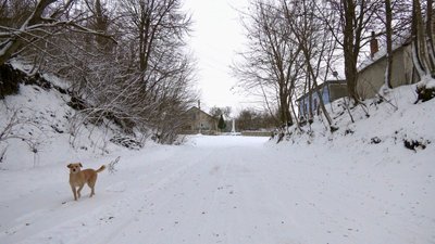 собака, зима, село собака, зима, село