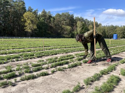 Восени лісівники Полтавщини планують висадити понад мільйон сіянців дерев Восени лісівники Полтавщини планують висадити понад мільйон сіянців дерев