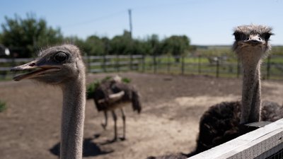 "Це птиця, з якої продається все": на Чернігівщині створили екоферму зі страусами "Це птиця, з якої продається все": на Чернігівщині створили екоферму зі страусами