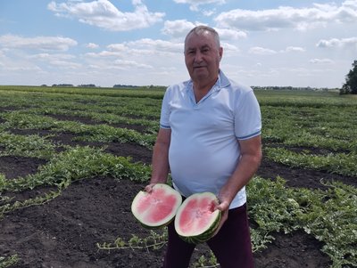Вирощування кавунів на Полтавщині Вирощування кавунів на Полтавщині