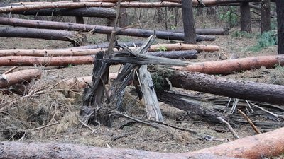 Лісівники Сумщини розповіли про щоденні пожежі та як до них причетні військові РФ Лісівники Сумщини розповіли про щоденні пожежі та як до них причетні військові РФ