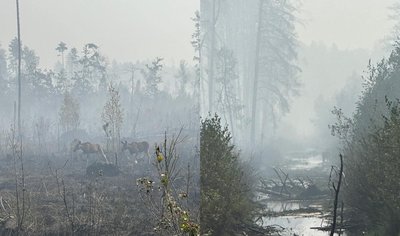 Нічна пожежа в глибині лісу в Луцькому районі: лісова підстилка може загорятися ще декілька днів Нічна пожежа в глибині лісу в Луцькому районі: лісова підстилка може загорятися ще декілька днів
