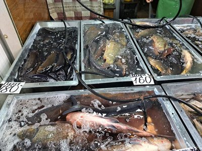 Риба і паразити: як споживати морські продукти без ризику для здоров’я, розповіли медики
