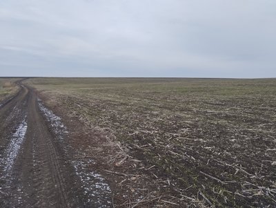 "Пшениця перебуває в стресі": як погода на Полтавщині впливає на озимі культури "Пшениця перебуває в стресі": як погода на Полтавщині впливає на озимі культури
