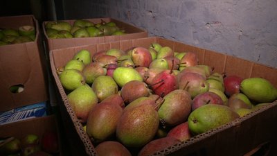 Смак соку залежить від якості та сортів фруктів, які привозять у сокарню Смак соку залежить від якості та сортів фруктів, які привозять у сокарню
