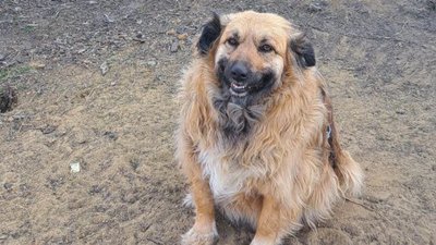 Коти та собаки почали посміхатись. Притулок для тварин з Костянтинівки переїхав на Харківщину Коти та собаки почали посміхатись. Притулок для тварин з Костянтинівки переїхав на Харківщину