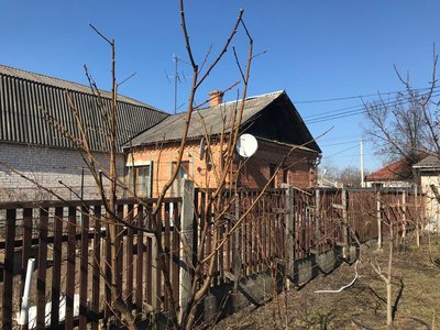 Весняна обрізка плодових дерев: поради від садівника з Житомира Весняна обрізка плодових дерев: поради від садівника з Житомира