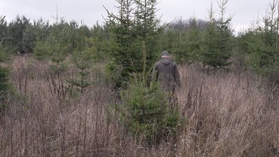 На Вінниччині лісівники почали продавати ялинки та сосни: скільки коштують святкові дерева На Вінниччині лісівники почали продавати ялинки та сосни: скільки коштують святкові дерева