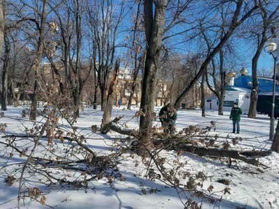 В Одесі через ожеледь впали понад 20 дерев