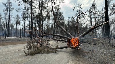 Наслідки масштабної лісової пожежі на Харківщині, 3 вересня 2024 року Наслідки масштабної лісової пожежі на Харківщині, 3 вересня 2024 року