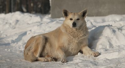 Безпритульний собака, пес, собака на снігу Безпритульний собака, пес, собака на снігу