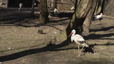 "Лелека виживе, Україна вистоїть": як птаху на ім'я Буся допомагали пережити зиму жительки селища на Рівненщині "Лелека виживе, Україна вистоїть": як птаху на ім'я Буся допомагали пережити зиму жительки селища на Рівненщині
