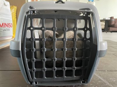 Врятовані тварини й вцілілі люди. Що розповідають очевидці ракетного удару по Дніпру Врятовані тварини й вцілілі люди. Що розповідають очевидці ракетного удару по Дніпру