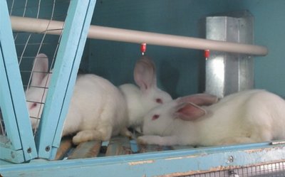 кооперативи кооперативи