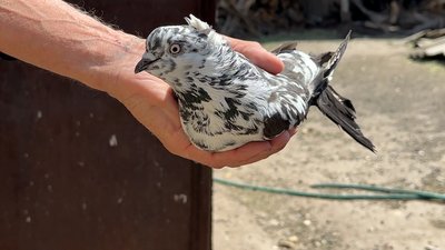 Голубка Торецьке Донецька область 5 травня 2025 рік Голубка Торецьке Донецька область 5 травня 2025 рік