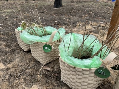 На Полтавщині висадили "Ліс пам’яті" на честь загиблого лісівника