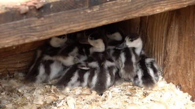 Європейські косулі, фазани та червонокнижні качки: у черкаському зоопарку поповнення Європейські косулі, фазани та червонокнижні качки: у черкаському зоопарку поповнення