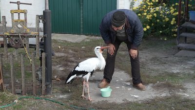 Тварини на Чернігівщині: лелека Бузька 15 років живе у подружжя з Батурина Тварини на Чернігівщині: лелека Бузька 15 років живе у подружжя з Батурина