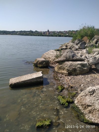 Масовий замор креветок та бичків у Хаджибейському лимані Масовий замор креветок та бичків у Хаджибейському лимані