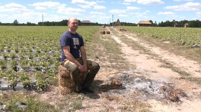 Смородина, полуниця, обліпиха: як розвивають ягідництво на Волині Смородина, полуниця, обліпиха: як розвивають ягідництво на Волині