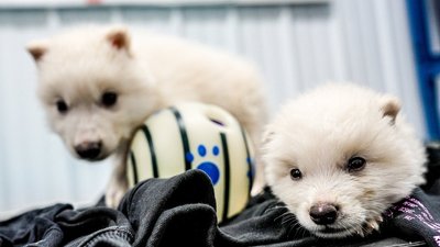 Фото лютих вовків, Ромул і Рем у віці одного місяця Фото лютих вовків, Ромул і Рем у віці одного місяця