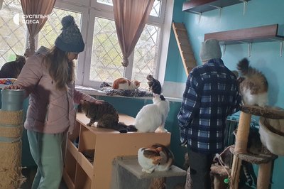 Півсотні змерзлих котиків: як в Одесі без опалення та електрики виживає притулок для тварин Півсотні змерзлих котиків: як в Одесі без опалення та електрики виживає притулок для тварин