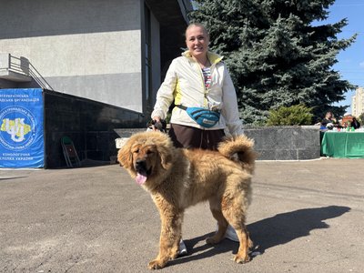 На Житомирщині відбулася всеукраїнська виставка собак: представили більше 60 порід собак На Житомирщині відбулася всеукраїнська виставка собак: представили більше 60 порід собак