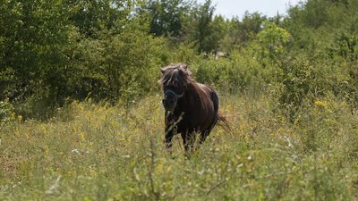 Новий мешканець на Вінниччині: до нацпарку приєднався поні на кличку Магік Новий мешканець на Вінниччині: до нацпарку приєднався поні на кличку Магік