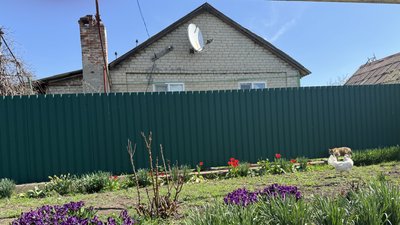 Квітник біля двору Розкішне Іллінівська громада Донецька область 21 квітня 2025 рік Квітник біля двору Розкішне Іллінівська громада Донецька область 21 квітня 2025 рік