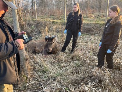 Олень Борис потрапив у ДТП на Рівненщині: водійку розшукали