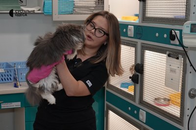 Полікістоз, коронавірус та акне: стан котів, яких вилучили з котокафе Cat Lounge в Одесі Полікістоз, коронавірус та акне: стан котів, яких вилучили з котокафе Cat Lounge в Одесі