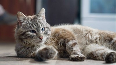кіт, котик кіт, котик