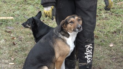 Допомагала у порятунку людей: історія собаки, яка пережила пожежу в притулку на Житомирщині Допомагала у порятунку людей: історія собаки, яка пережила пожежу в притулку на Житомирщині