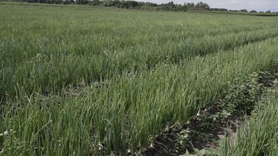 До 70 тонн томатів із гектара: як погода вплинула на врожай овочів на Вінниччині До 70 тонн томатів із гектара: як погода вплинула на врожай овочів на Вінниччині