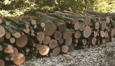 Заготівля дрів на зиму Заготівля дрів на зиму