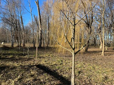 Терапевтичний парк, у японському стилі, Тернопіль, січень 2025 Терапевтичний парк, у японському стилі, Тернопіль, січень 2025