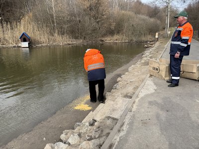"Відчули, як вони радіють": у Полтавському дендропарку після зимівлі випустили лебедів та качок "Відчули, як вони радіють": у Полтавському дендропарку після зимівлі випустили лебедів та качок