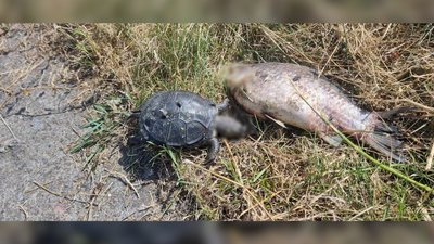 Загибель качок на річці Стрижень у Чернігові : що кажуть екологи та депутати міськради Загибель качок на річці Стрижень у Чернігові : що кажуть екологи та депутати міськради