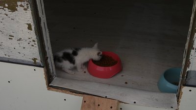 Лікує, вакцинує і шукає родини: кропивничанка створила притулок для котів і собак