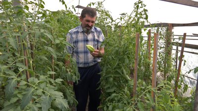 Невибагливі "Гноми" та плодовиті "Дюшеси": як лучанин вирощує помідори Невибагливі "Гноми" та плодовиті "Дюшеси": як лучанин вирощує помідори
