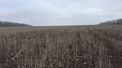"Ми брали ліцензію, щоб працювати": у фермера на Черкащині арештували врожай маку