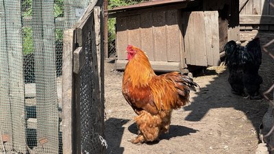 Кури село Калинівка Удачненська громада Донецька область 11 червня 2025 рік Кури село Калинівка Удачненська громада Донецька область 11 червня 2025 рік