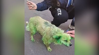 "Зелена собака" Ромашка одужала та готується до переїзду до родини в Ірландію "Зелена собака" Ромашка одужала та готується до переїзду до родини в Ірландію
