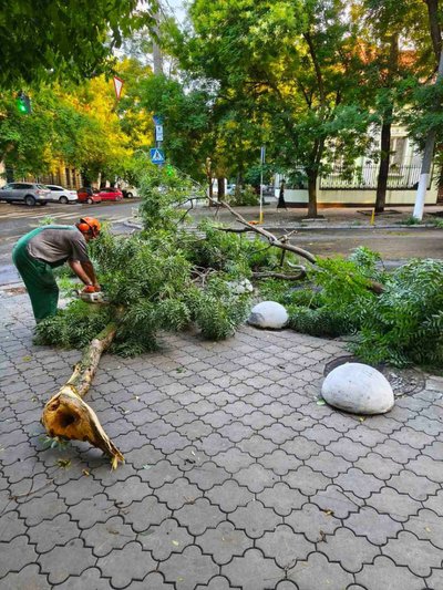 Після зливи в Одесі впало понад 30 дерев: комунальники ліквідовують наслідки Після зливи в Одесі впало понад 30 дерев: комунальники ліквідовують наслідки