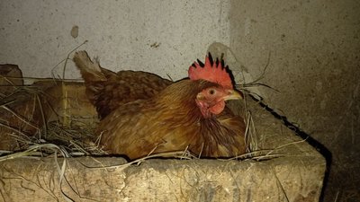 Чому кури взимку не несуться і що робити для їхньої продуктивності: поради науковця Чому кури взимку не несуться і що робити для їхньої продуктивності: поради науковця
