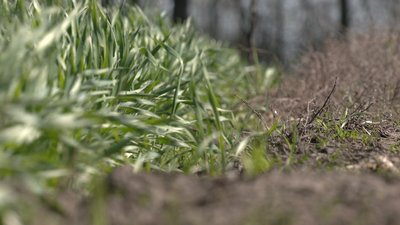 Озима пшениця на Чернігівщині Озима пшениця на Чернігівщині