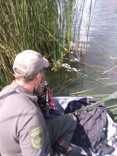 Держекоінспекція проводить дослідження проб води з місця масової загибелі риби у річці Гуйва у Житомирському районі Держекоінспекція проводить дослідження проб води з місця масової загибелі риби у річці Гуйва у Житомирському районі